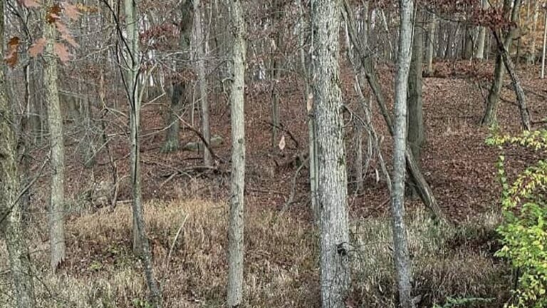 Optical Illusion : यदि आप भी खुद को होशियार समझते हैं तो इस तस्वीर में हिरण को खोजिए
