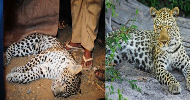 Leopard tendua in Ghaziabad