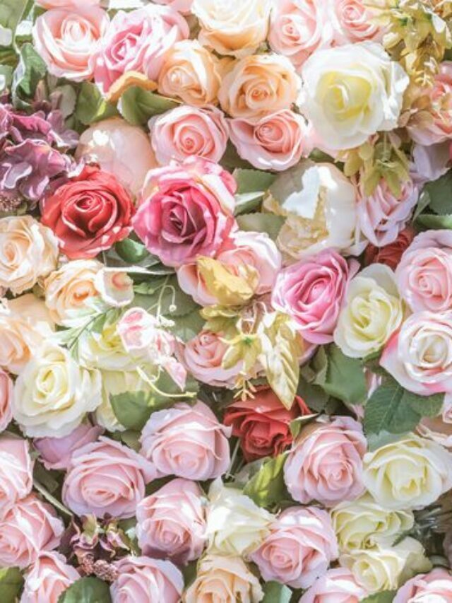 रोज़ डे पर आप अपने पार्टनर को किस रंग का गुलाब दे रहे हैं ?