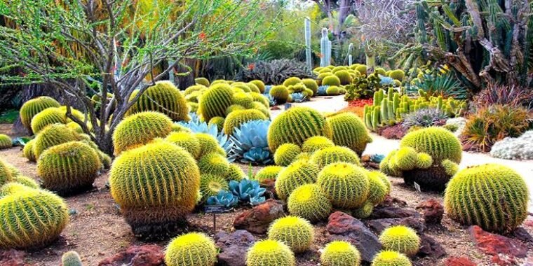 Cactus Garden 760x380 1 एशिया का सबसे बड़ा कैक्टस गार्डन