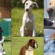 Untitled design 2 Top 10 कुत्तों की नस्लें जिन्हें आप बना सकते हैं अपने परिवार का हिस्सा
