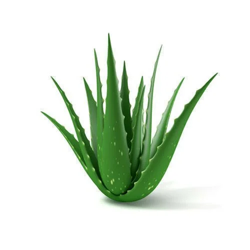 Aloe Vera प्लेटलेट काउंट तेजी से कैसे बढ़ाएं?