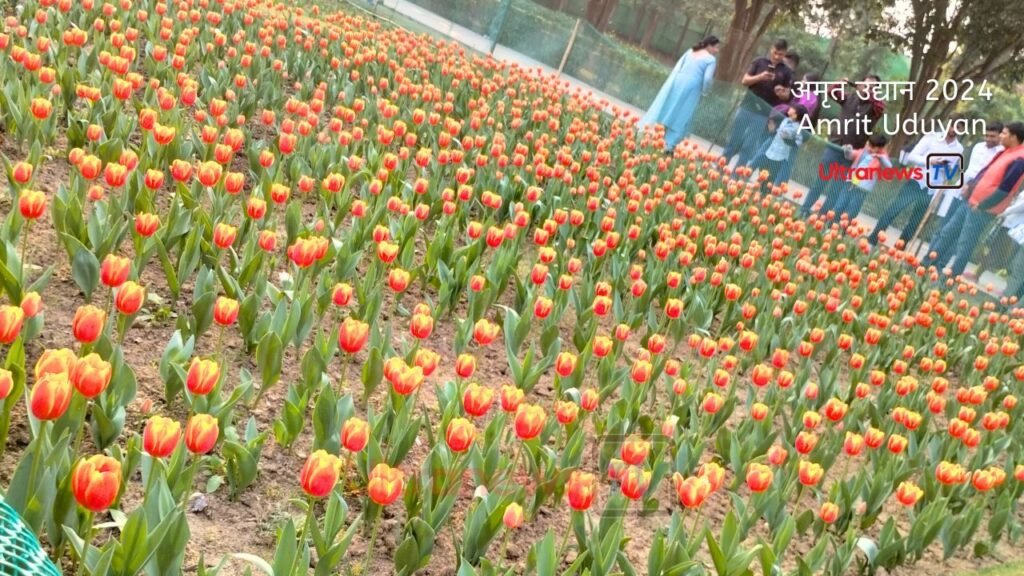 Amrit Uduyan Tulip